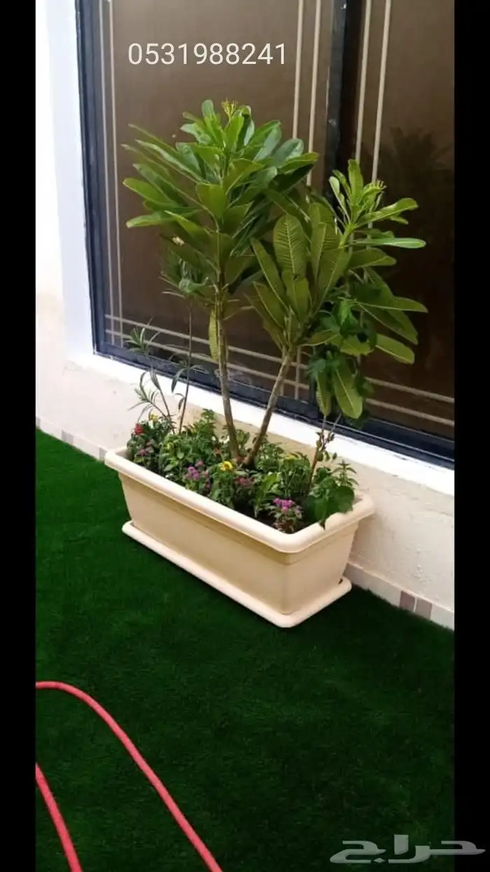 مشتل بيع الزهور والشتلات الزراعيه بجميع انواعها مع الصيانه ا 3