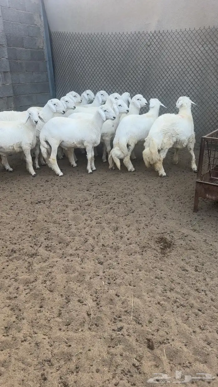 خرفان جبره وناهيه وونظاف وسمان ومشروطه جنب وطرف وشعره الت 1