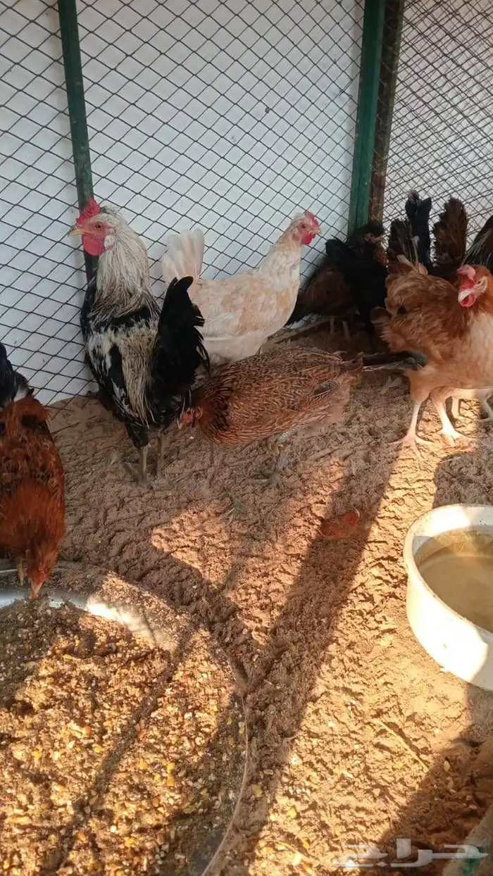 دجاج وديوك بلدي منتجه 2