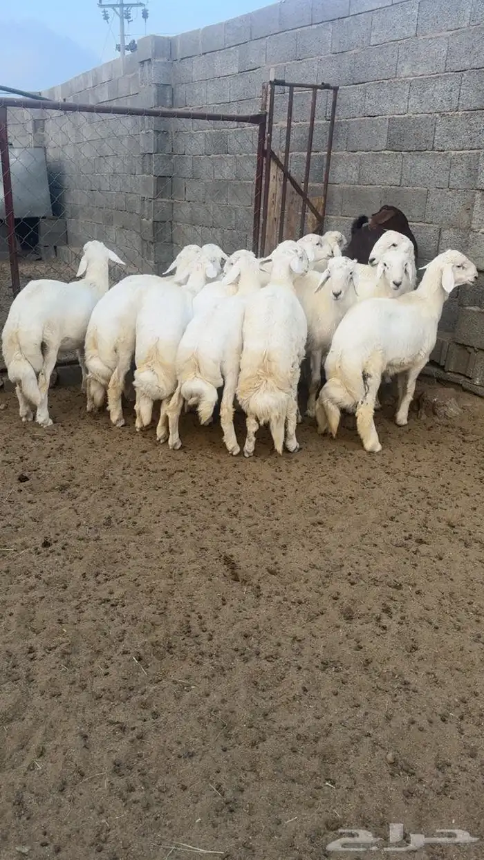 خرفان جبره وناهيه وونظاف وسمان ومشروطه جنب وطرف وشعره الت 2