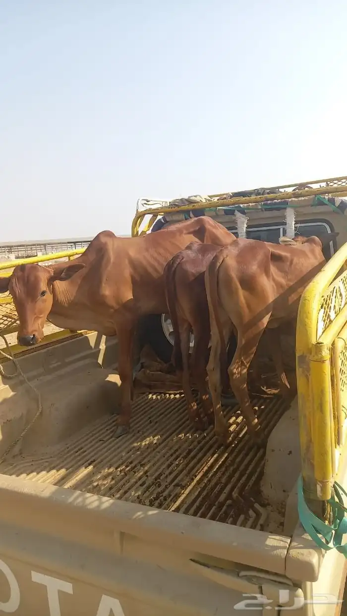 خبيش بقر للبيع 1