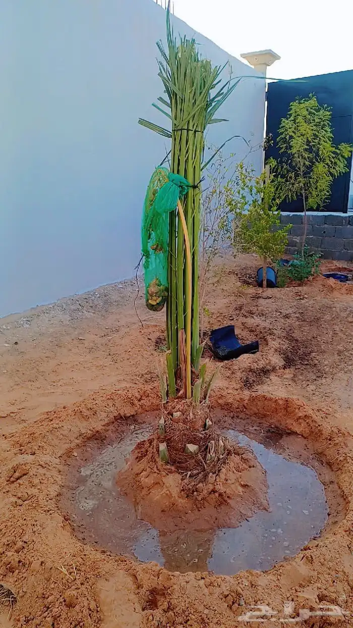 توريد وزراعة جميع انواع النخيل المثمرة نقائل وفسائل 4