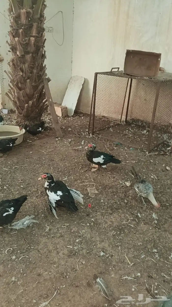 30 جوز بط بلدي بياض مسكوفي للبيع 1