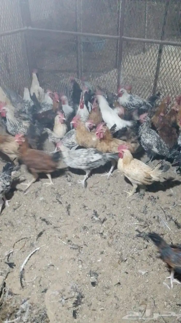 ديوك بلدي و فيومي 2