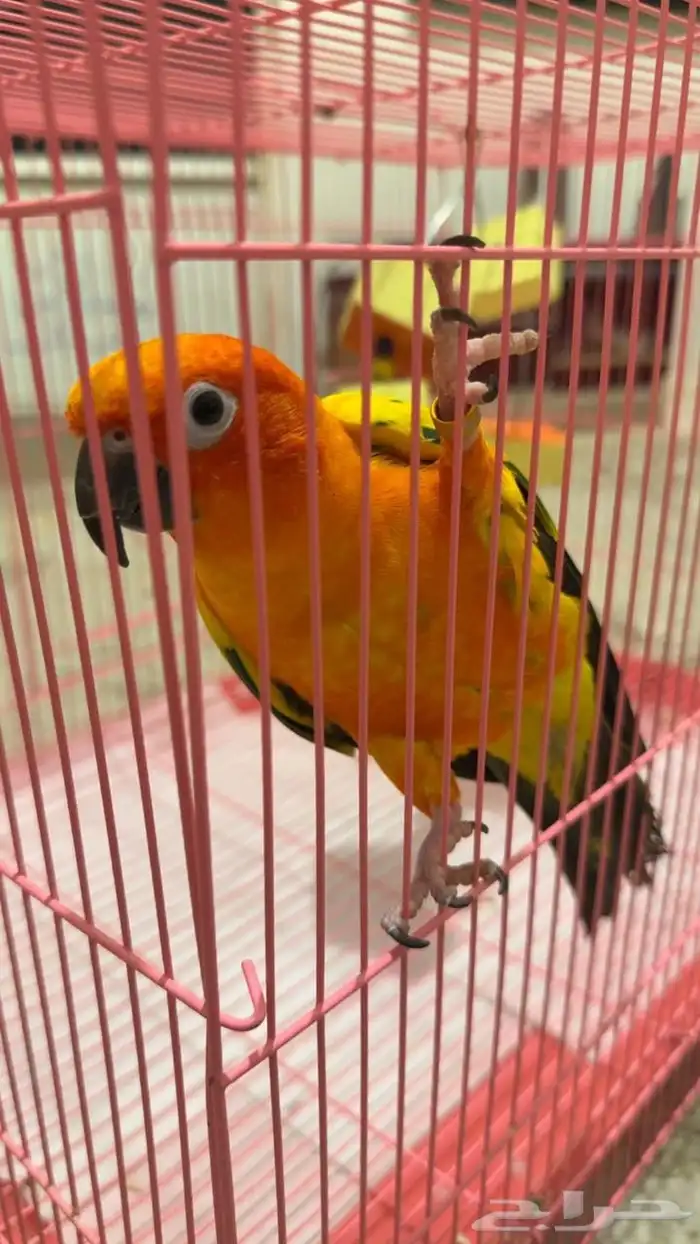 ببغاء صنكنيور 0