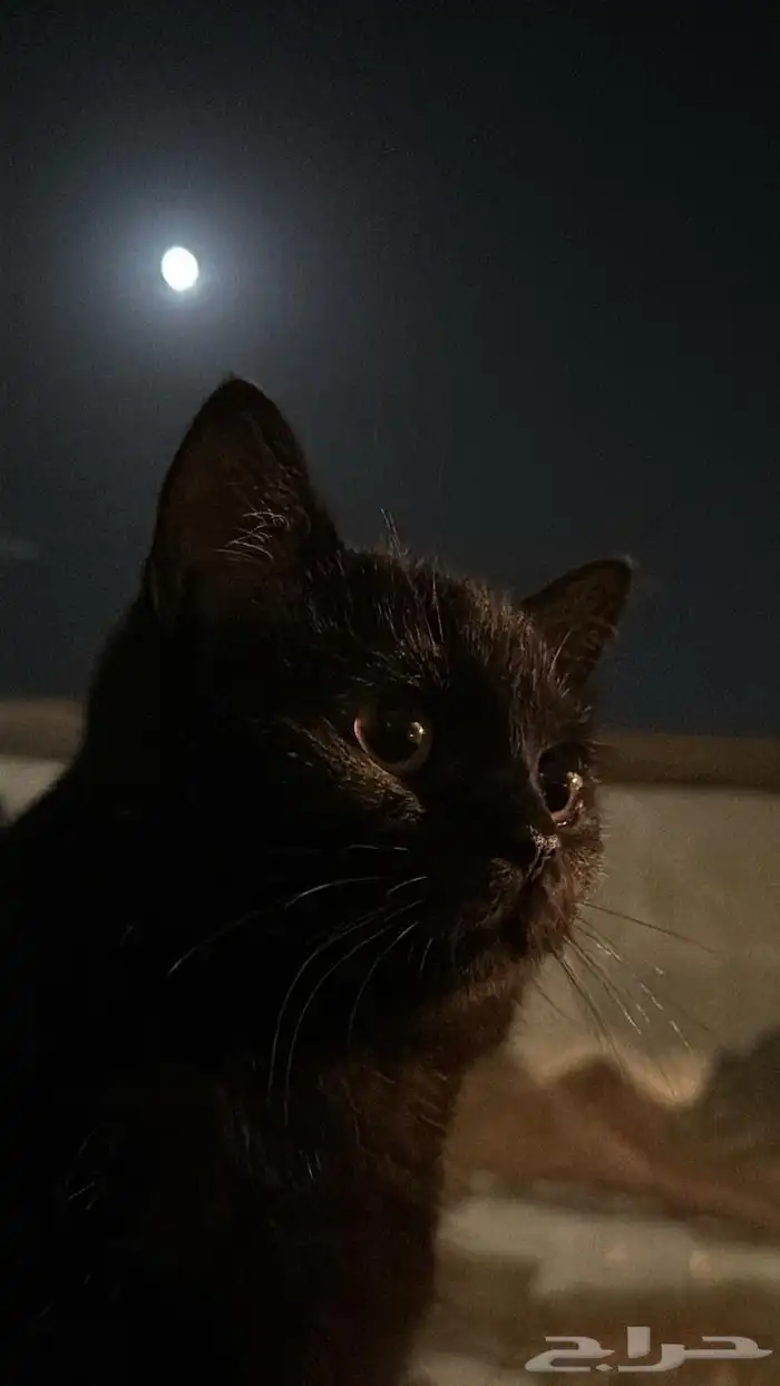 ثلاث قطط للتبني ام و ذكرين 1