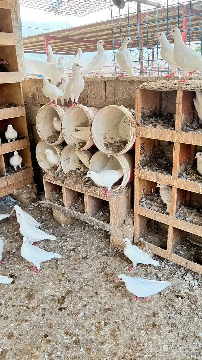 حمام فرنسي سوبر جانبو ( تم البيع ) 3