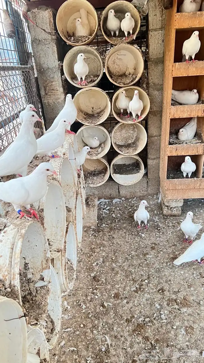 حمام فرنسي سوبر جانبو ( تم البيع ) 1