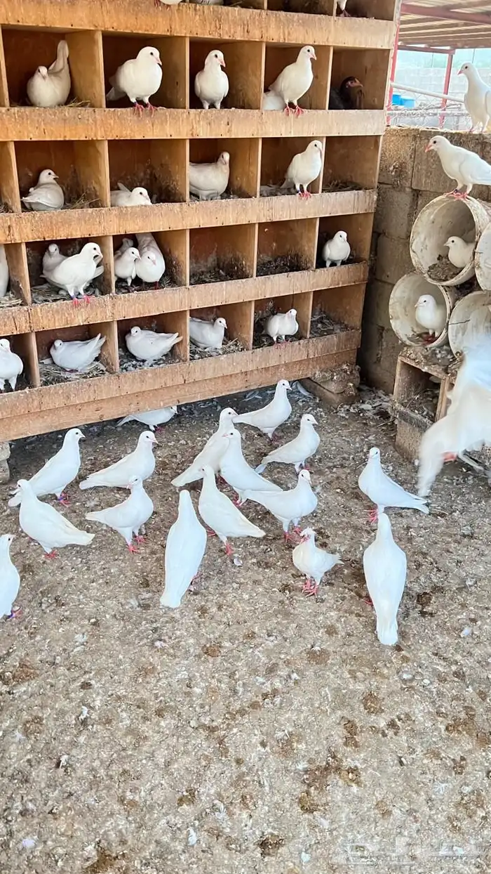 حمام فرنسي سوبر جانبو ( تم البيع ) 0