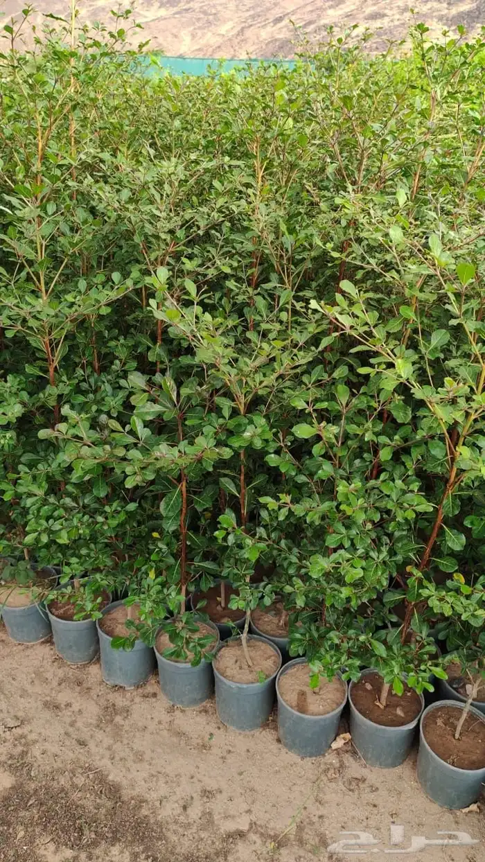 زراعه وحدائق 46