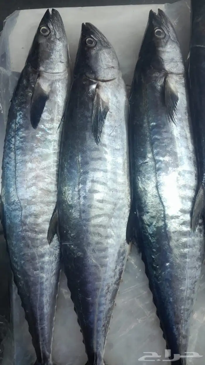 اسماك اليوم 14