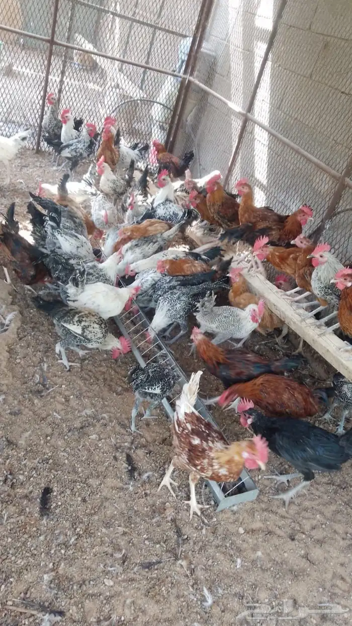 ديوك بلدي و فيومي 0