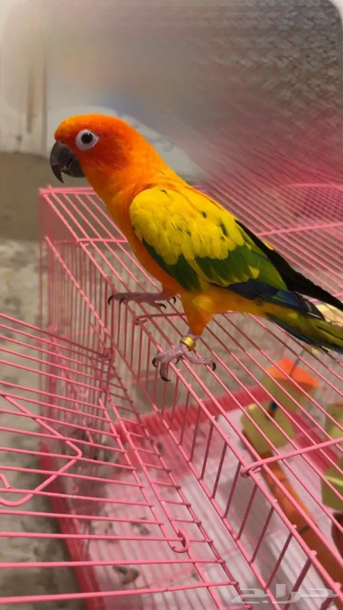ببغاء صنكنيور 2