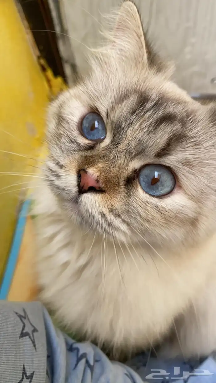 قطط للتبني 0