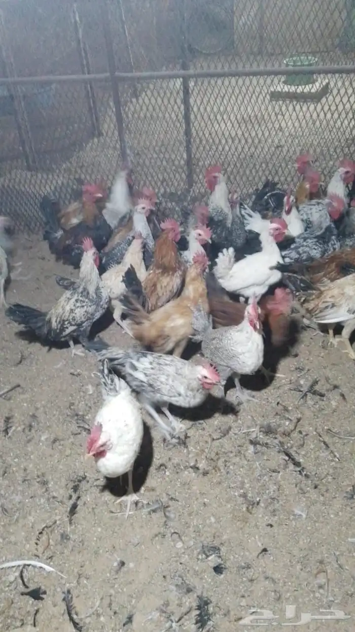 ديوك بلدي و فيومي 1