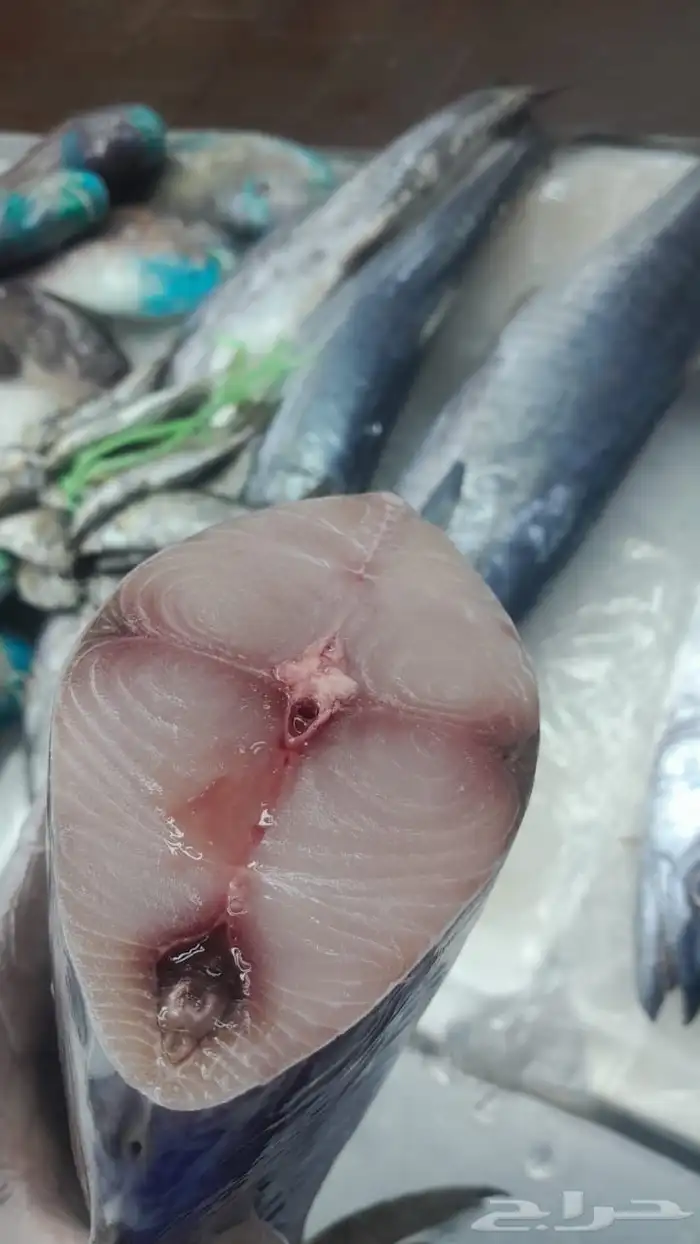 اسماك اليوم 11