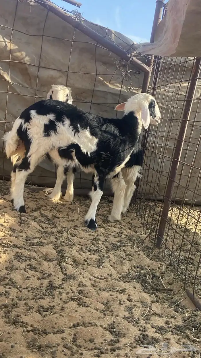 خروف ورخل طيبات 3