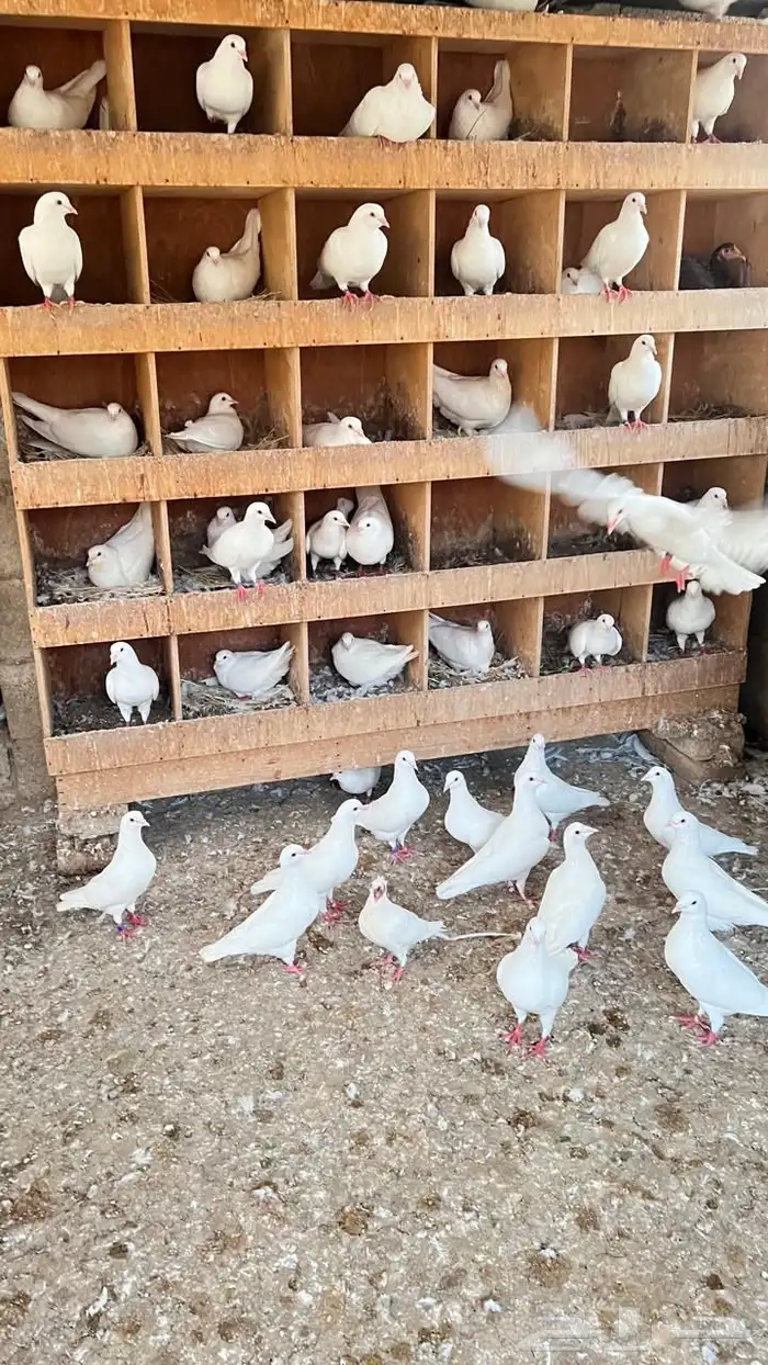 حمام فرنسي سوبر جانبو ( تم البيع ) 2