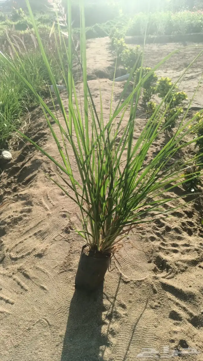 زراعه وحدائق 15