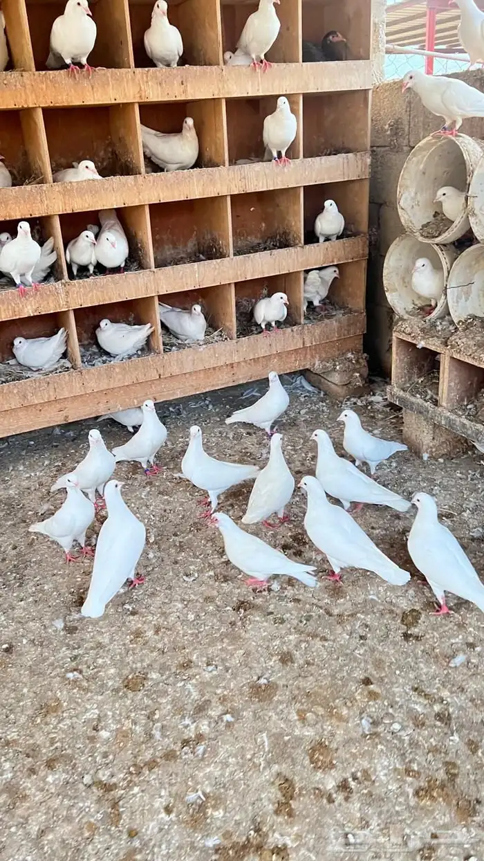 حمام فرنسي سوبر جانبو ( تم البيع ) 4