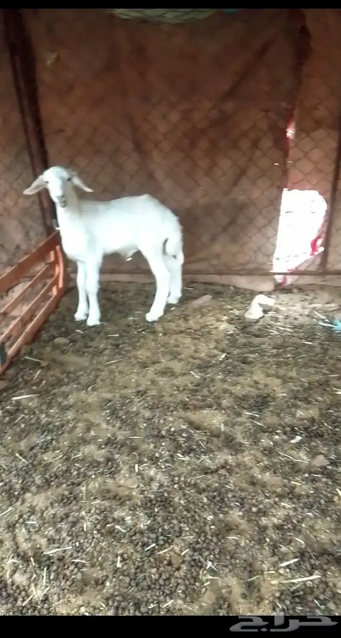 طلي حري العمر 3شهور شرط نضيفه 0