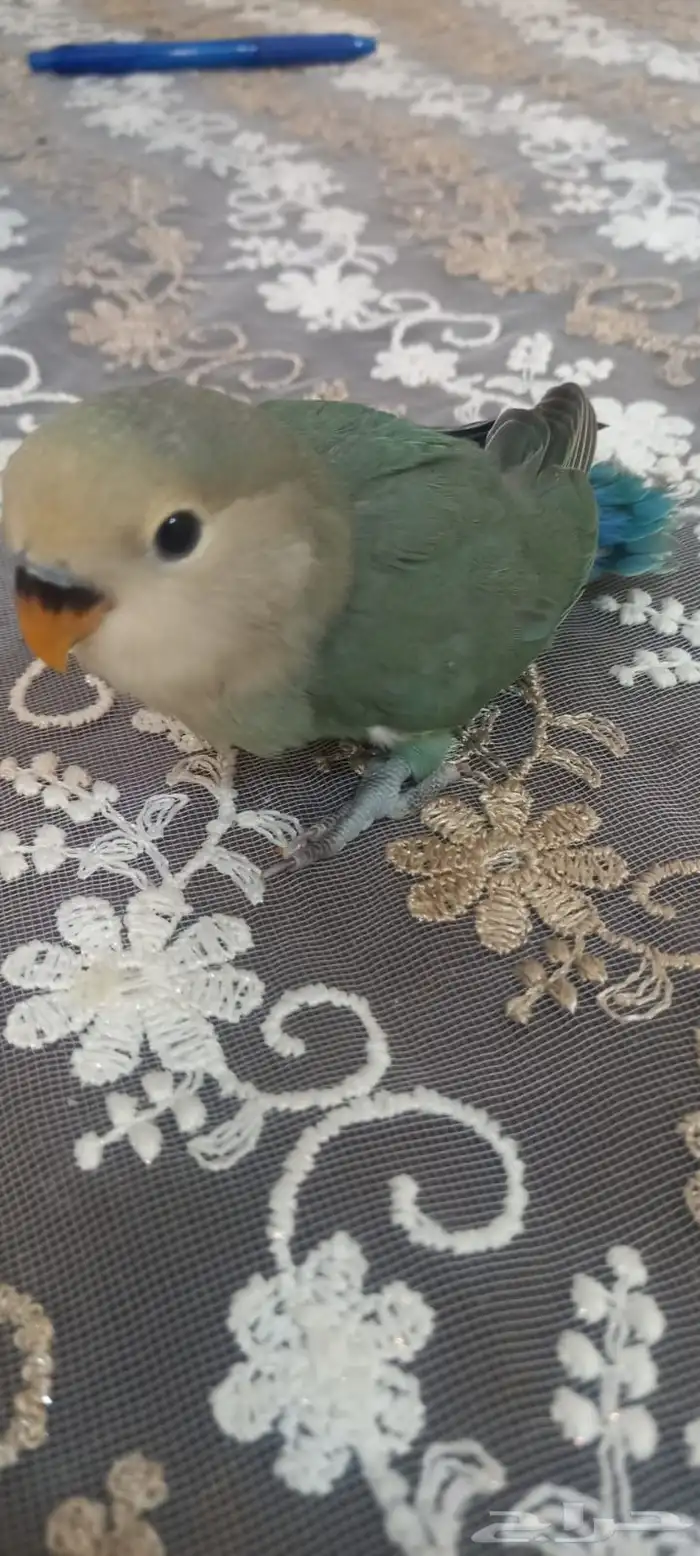 فراخ روز اوبلايت اليف جداا هدد العمر شهر 2