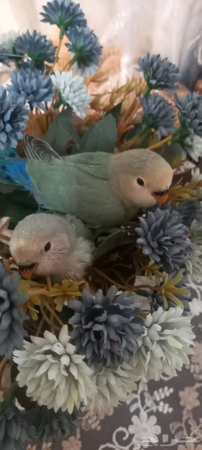 فراخ روز اوبلايت اليف جداا هدد العمر شهر 4