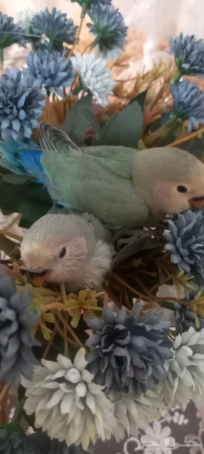 فراخ روز اوبلايت اليف جداا هدد العمر شهر 0