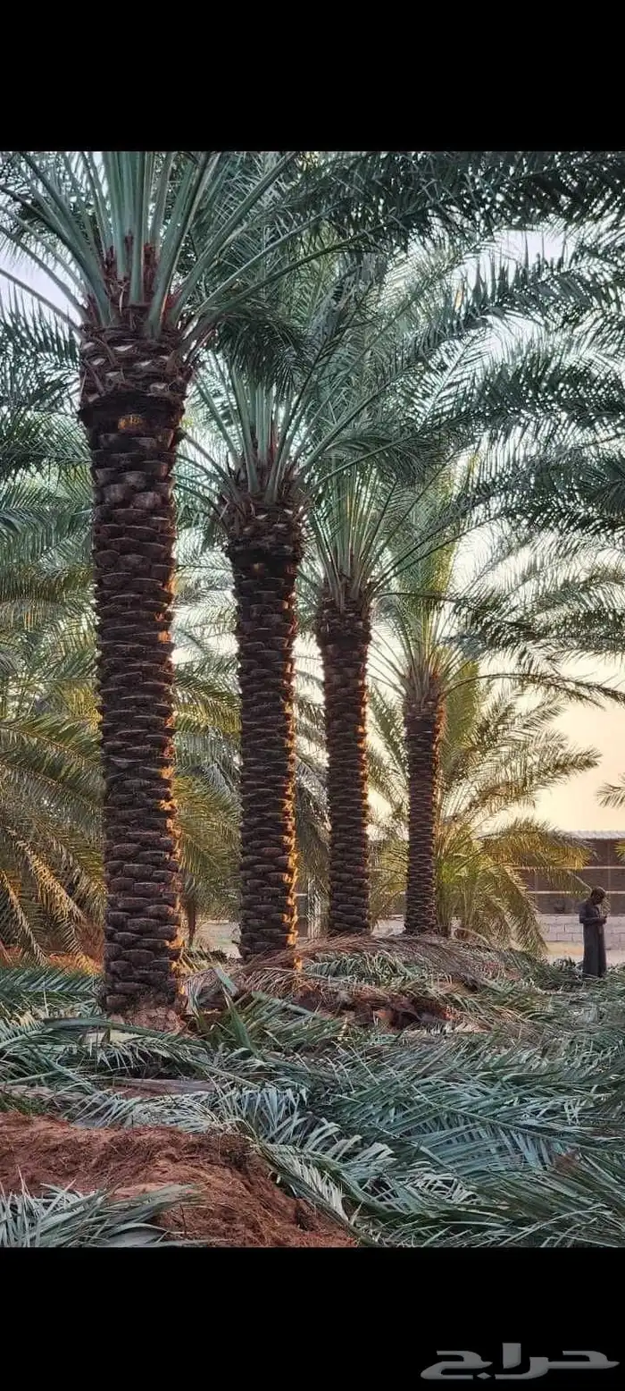 نخل بيشه نخيل عربي وتركيب الشبوك مزارع 0