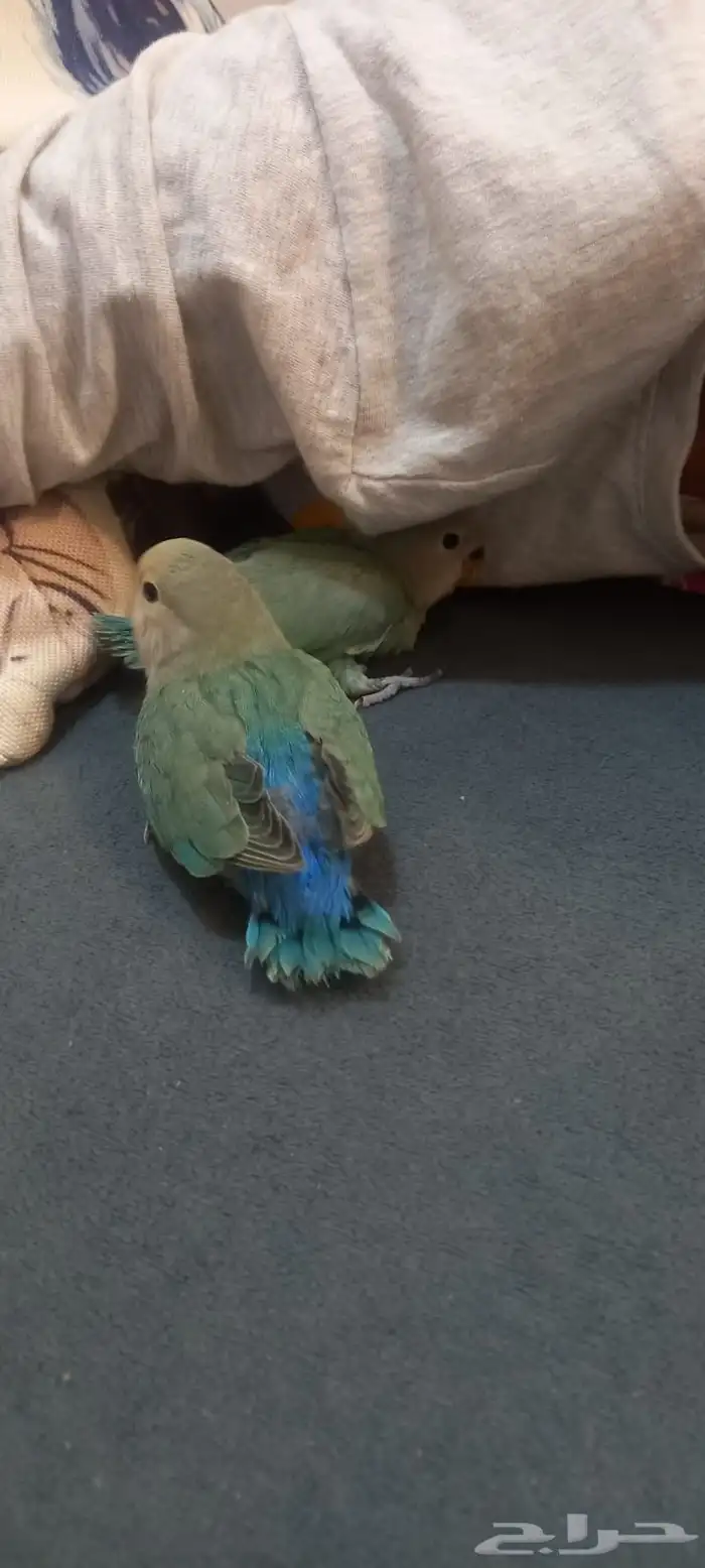 فراخ روز اوبلايت اليف جداا هدد العمر شهر 1