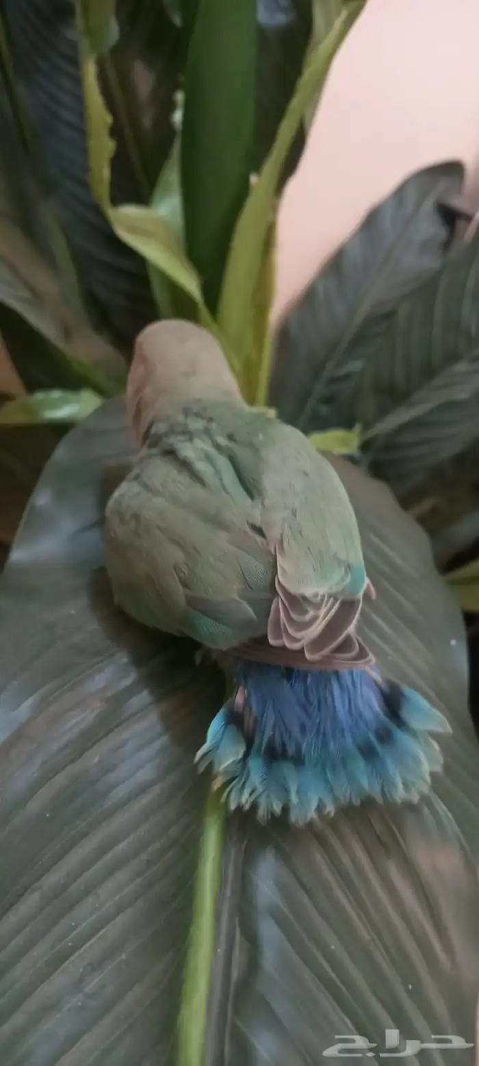 فراخ روز اوبلايت اليف جداا هدد العمر شهر 9