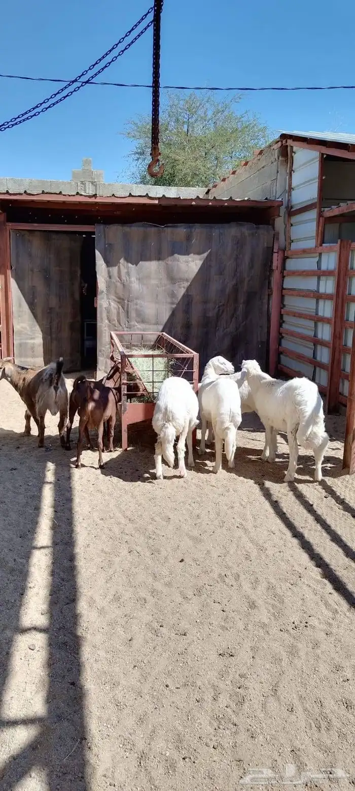 ذبايح السعد وأبشر بالسعد 7