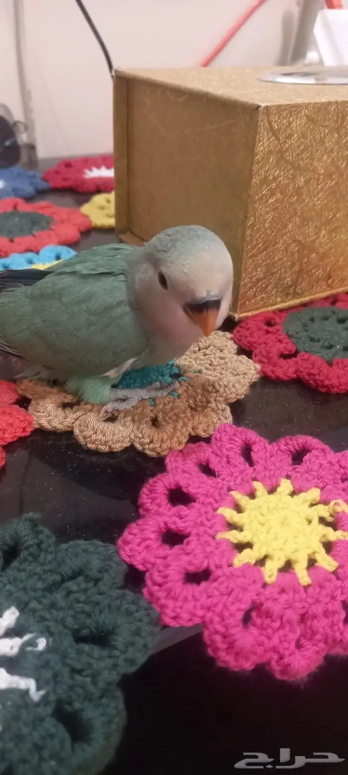 فراخ روز اوبلايت اليف جداا هدد العمر شهر 8