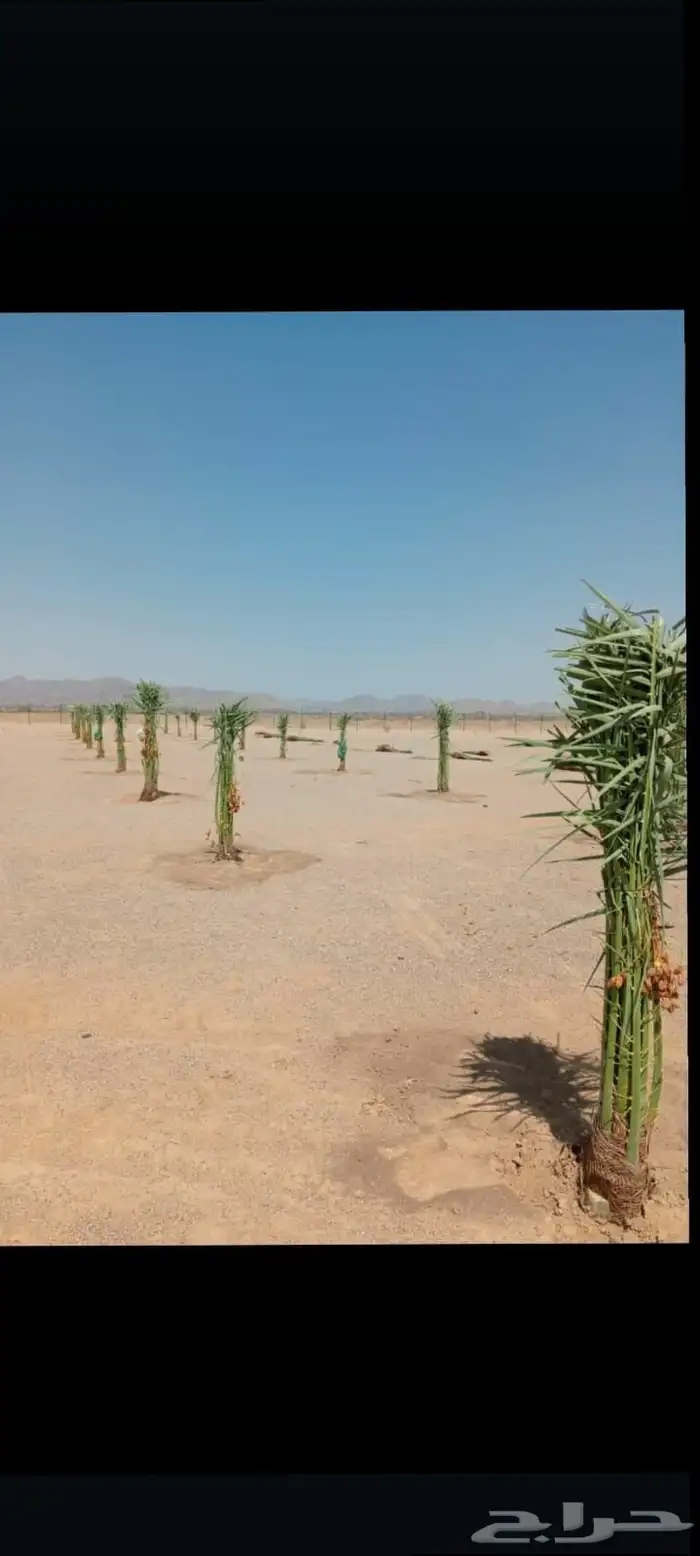 متوفر لدينا جميع انواع انخيل المثمرة وزينه وتنسيق الحدايق وت 5