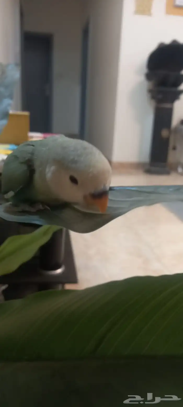 فراخ روز اوبلايت اليف جداا هدد العمر شهر 7