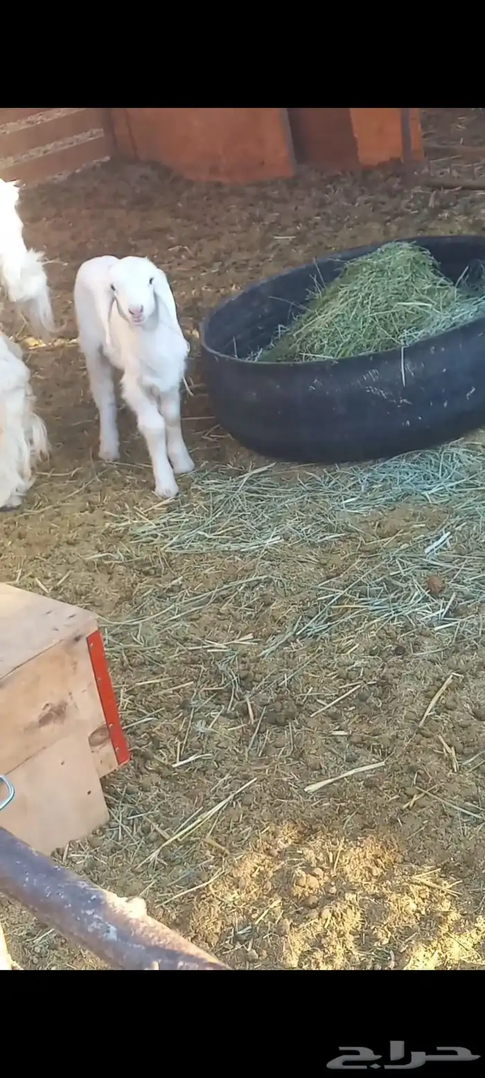 داغور طلي حري 0