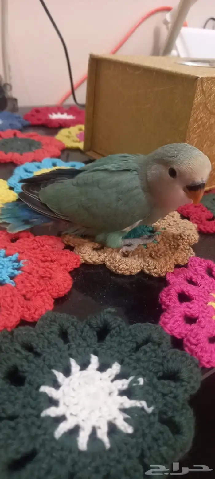 فراخ روز اوبلايت اليف جداا هدد العمر شهر 3