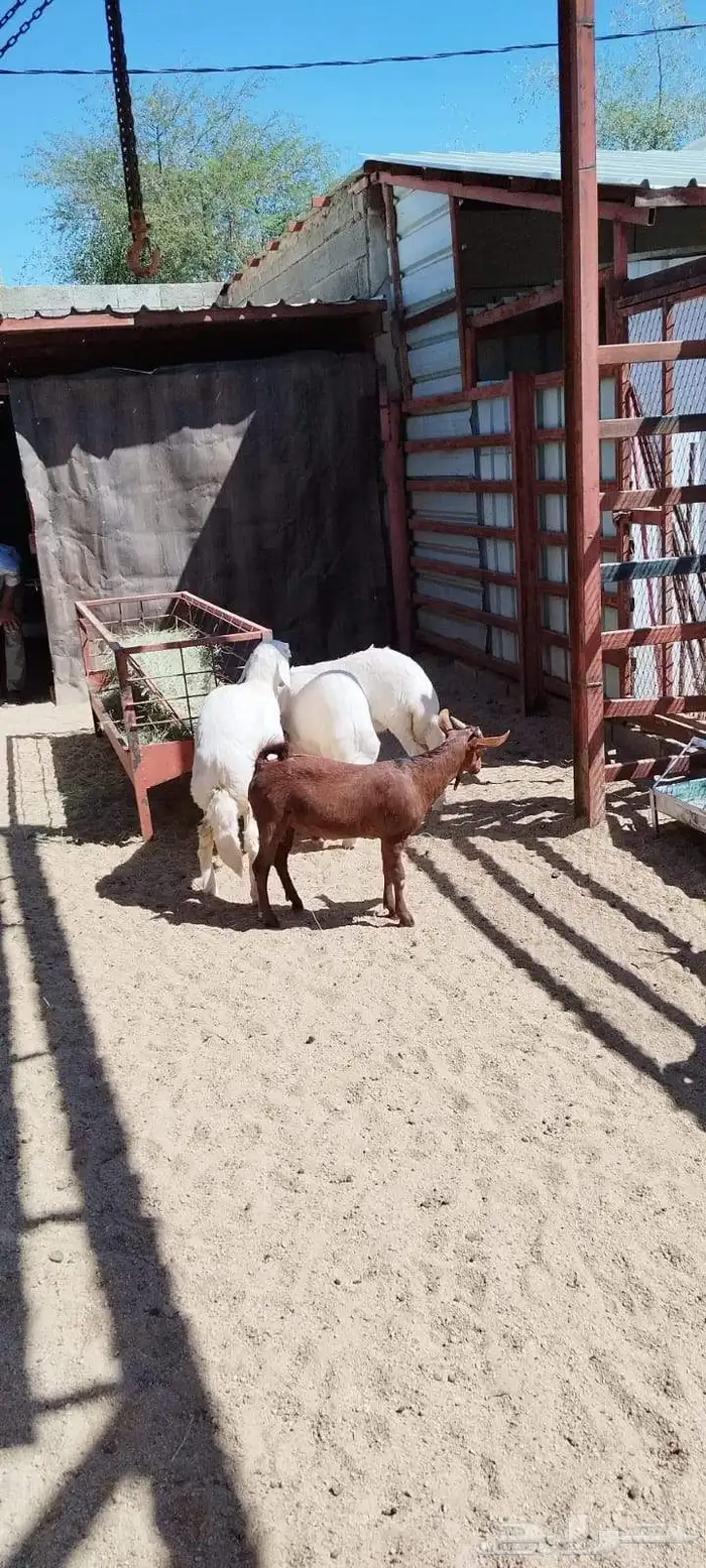 ذبايح السعد وأبشر بالسعد 8