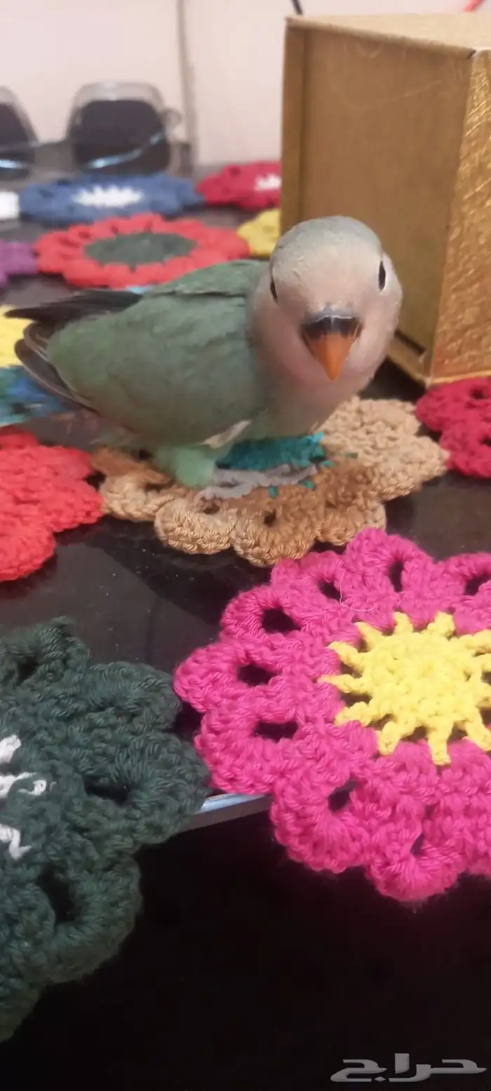 فراخ روز اوبلايت اليف جداا هدد العمر شهر 6