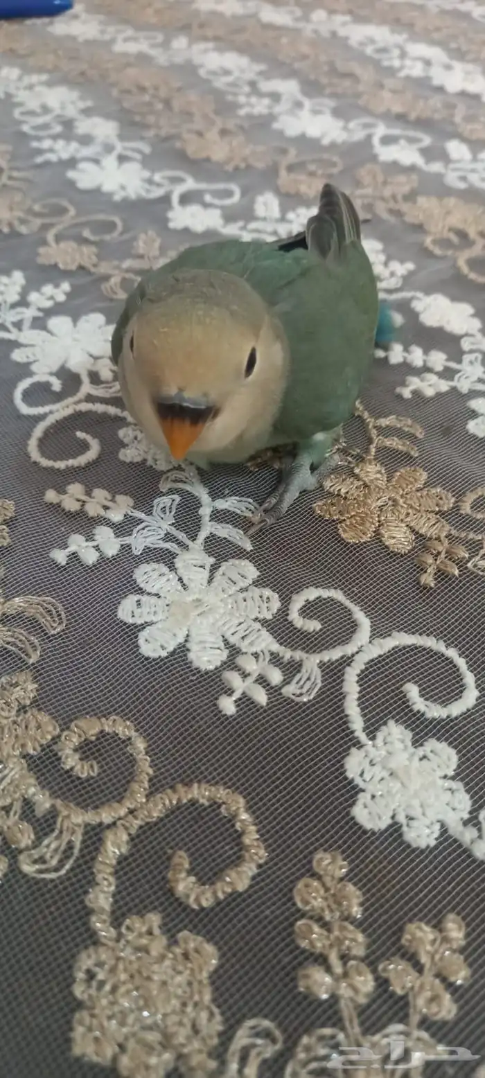 فراخ روز اوبلايت اليف جداا هدد العمر شهر 5