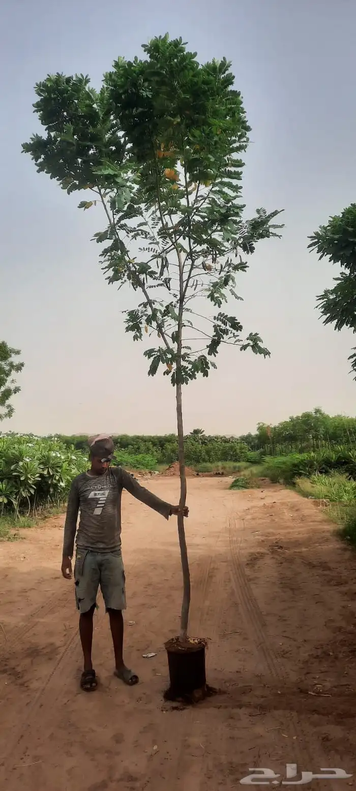 زراعه وحدائق 50