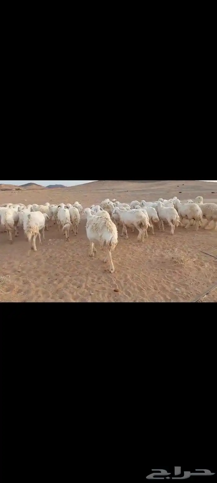 غنم حرش العدد 65 مراح واحد السن شبب المواليد 16 يتبعها 17 1