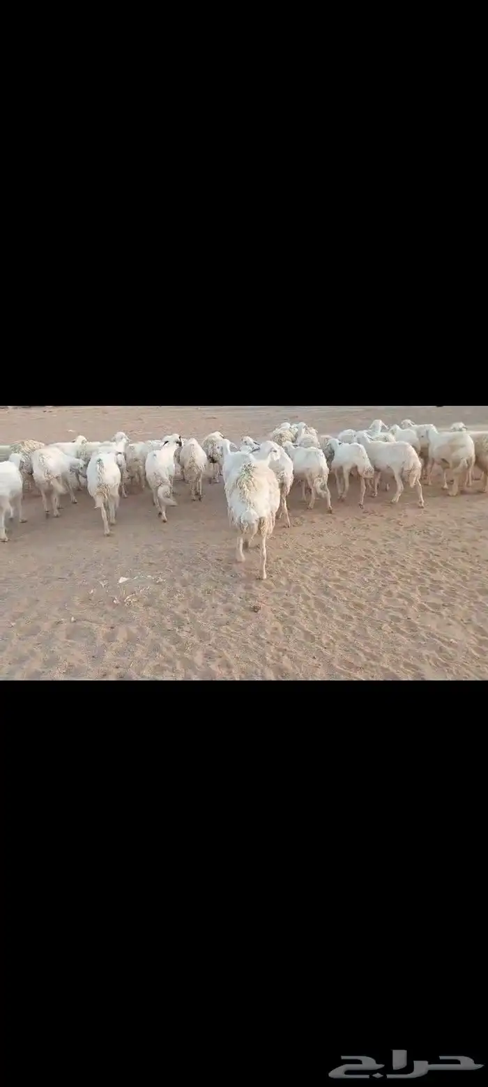 غنم حرش العدد 65 مراح واحد السن شبب المواليد 16 يتبعها 17 0