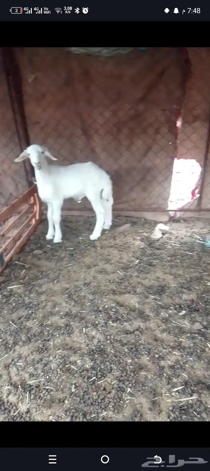 طلي حري العمر 3شهور شرط نضيفه 1