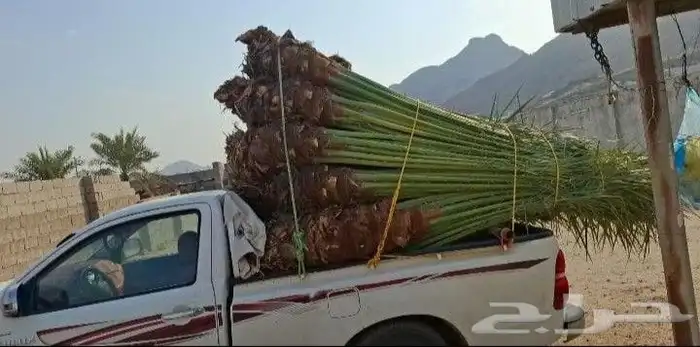 نخل بيشه نخيل عربي وتركيب الشبوك مزارع 8