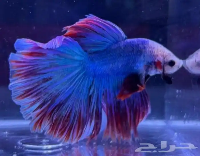 ذكر سمكه الفايتر 0