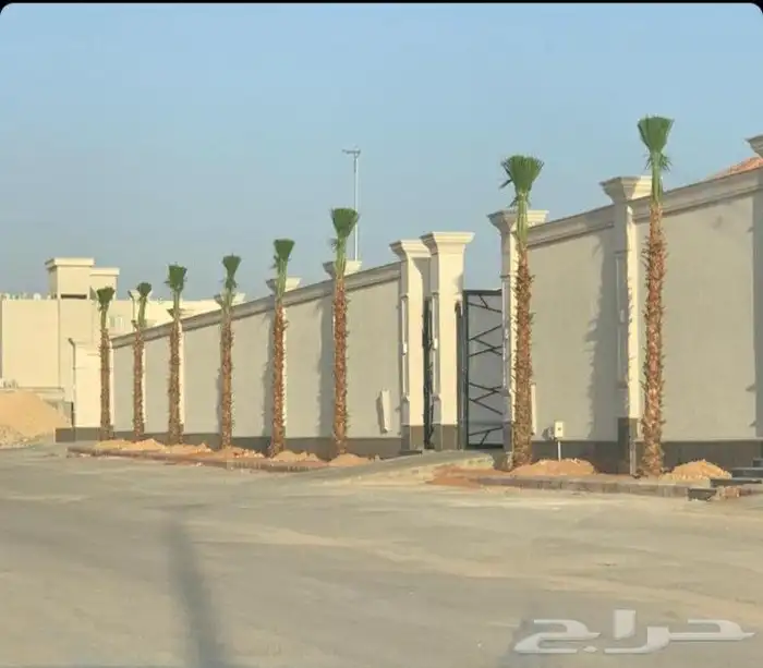 يوجد لدينا نخل واشنطني اللبيع بجميع المقاسات 0