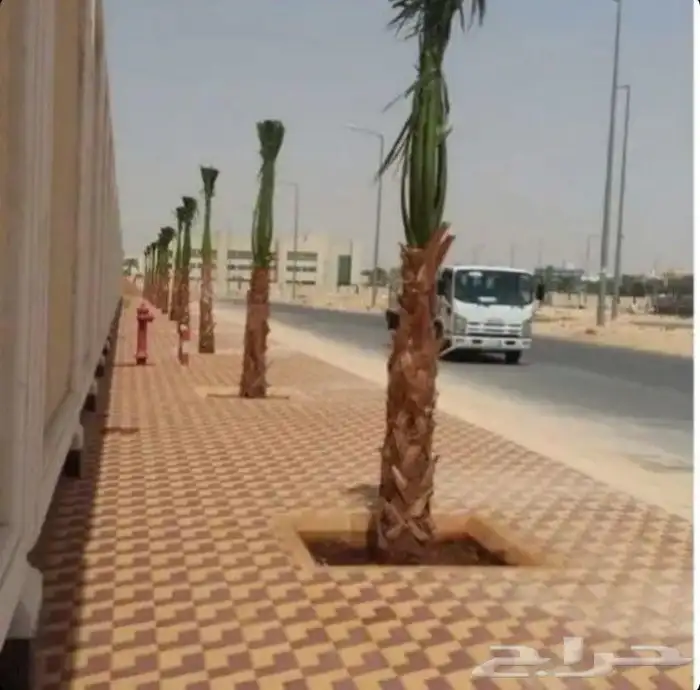 يوجد لدينا نخل واشنطني اللبيع بجميع المقاسات 2