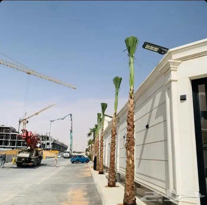 يوجد لدينا نخل واشنطني اللبيع بجميع المقاسات 1