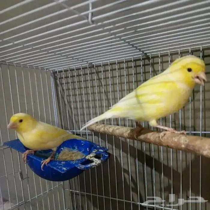 كناري هولندي 0